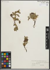 Foto von Salix myrsinites L.